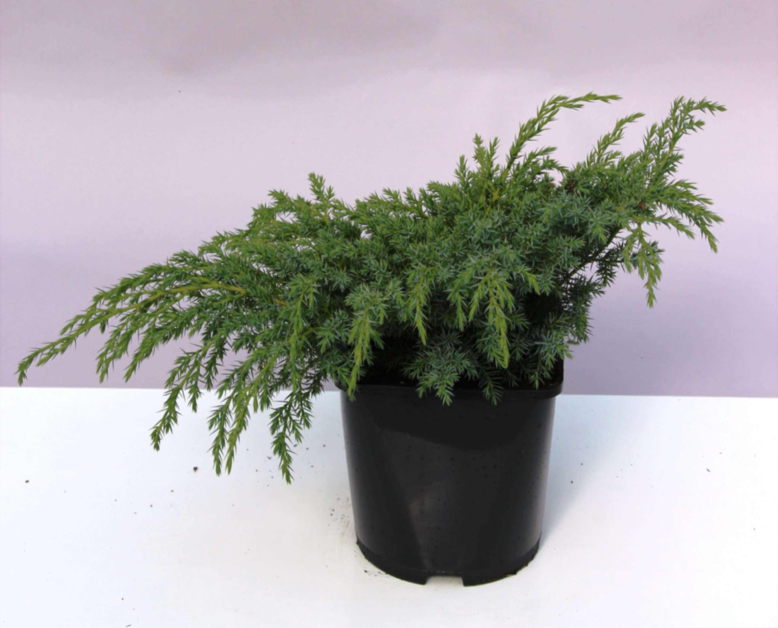 Можжевельник чешуйчатый Блю Свид